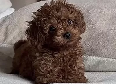 Toy Poodle Bakimli Köpeğimiz