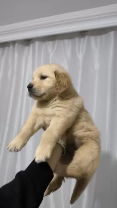 Golden Retriever Yavrum