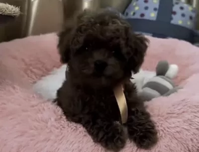 Toy Poodle Sağlikli Yavru