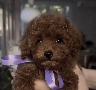 Toy Poodle Yavrumuz İçin Ulaşin