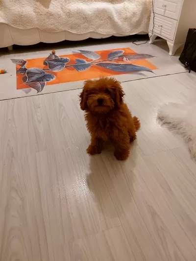 Erkek Poodle Ankara 2 Aylık