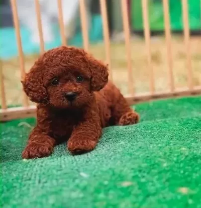 A Kali̇te Poodle Yavrular