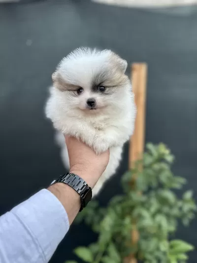 Sağlık Ve İrk Garantili Pomeranian Yavrumuz