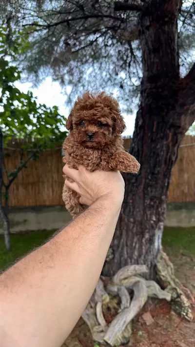 Sağlık Ve İrk Garantili Toy Poodle Yavrularımız