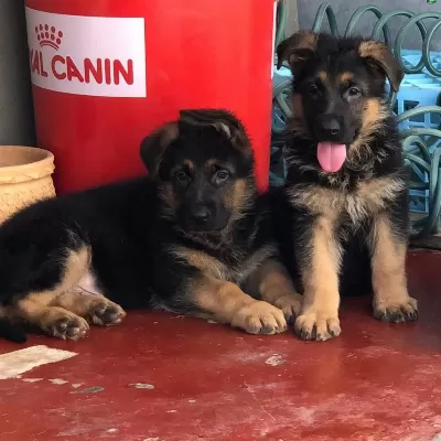 Alman Çoban Köpeği Yavrulari