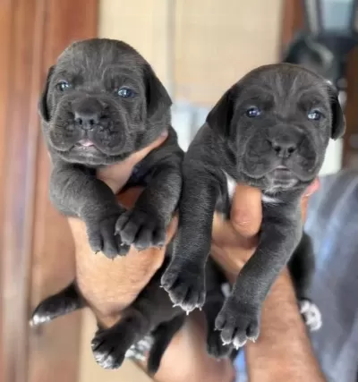 Blue Mavi Gözlü Cane Corso Yavrularım