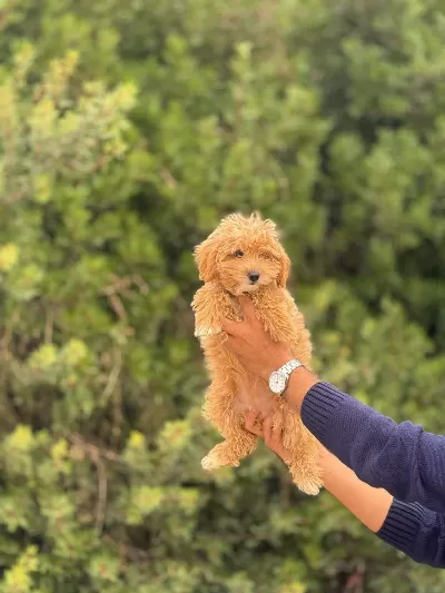 Maltipoo Yavrularımız