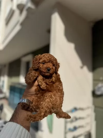 Toy Poodle Yavrularımız