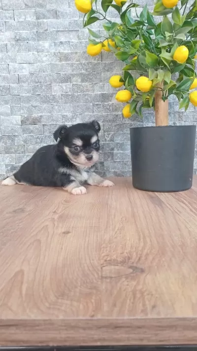 Chihuahua Blaktan Longrahir Nirvana Bebeklerim