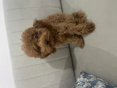 Acil Yuvalandırma Poodle Köpeğimiz