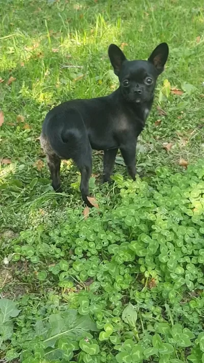 Sağlıklı Şivava A Kalite