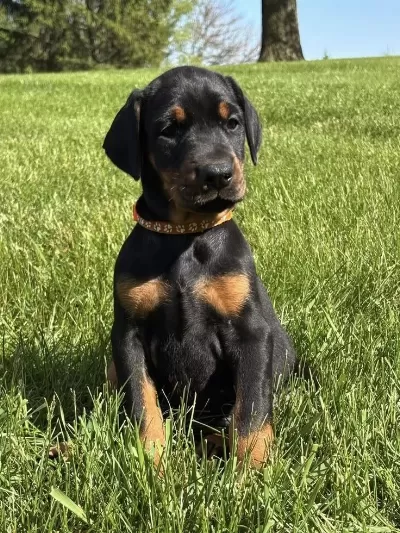 Kaliteli İnsanın Kaliteli Köpeği Olur