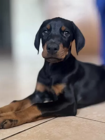 Referansli Safkan Dobermanlar