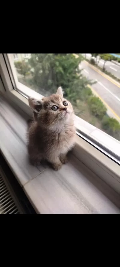 Golden Ny25 British Shorthair Dişi Yavru