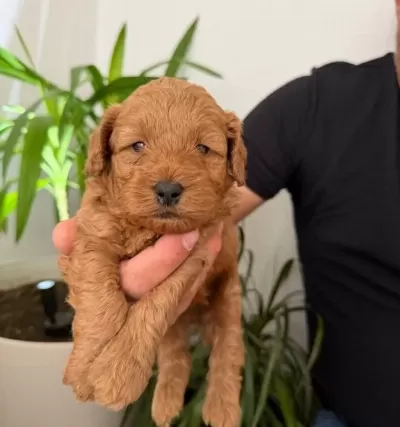 Maltipoo Yavrularımız