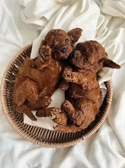 İrkinin En Güzeli Toy Poodle Bebekler