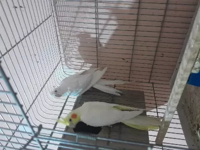 Yaşında Takım Sarı Beyaz Jumbo Boy Sultan Papağanı