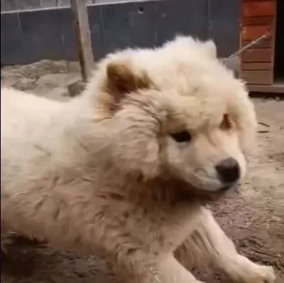 Leo Yeni Sahibini Arıyor Daha Güzeli Yok