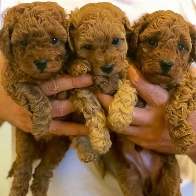 İrk Garantili Toy Poodle Yavrulari