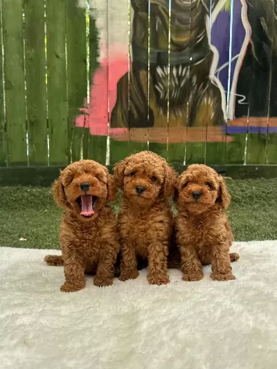 Safkan Poodle Yavrular Türkiye Geneli 81 İle Gönderim