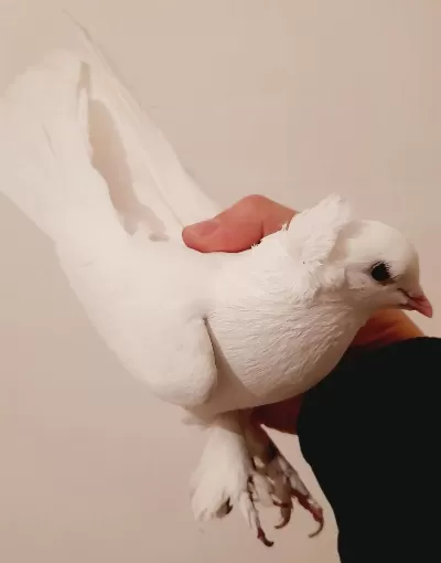 Beyaz Takkali Kaşli Erkek Güvercin 81 İle Gönderim Vardir