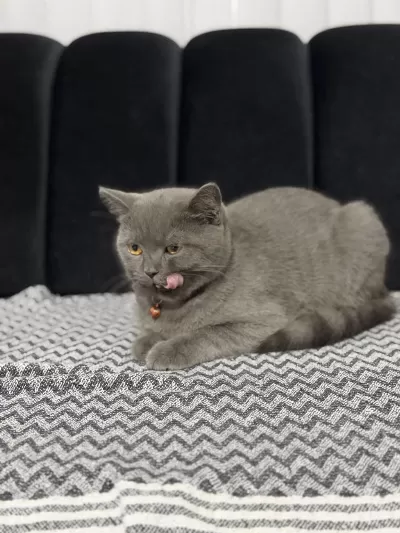 Minik British Shorthair Dostumuza Yuva Arıyoruz
