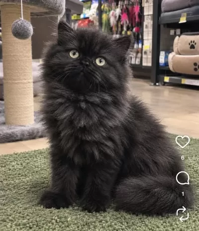 British Longhair 2 Aylık Dişi Kedimiz