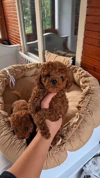 Kore Kan Sağlık Garantili Toypoodle Bebekler