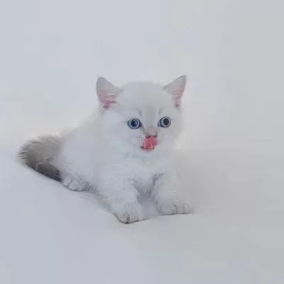 British Shorthair Yavrulari