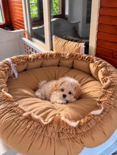 Üst Kalite Maltipoo Yavrular