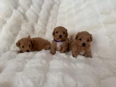 Ruhsatli Köpek Çiftliğinden Maltipoo Yavrularimiz