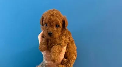 Kore Tea Cup Red Browne Poodle Bebekleri̇mi̇z