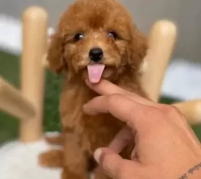 Özel Kore Poodle Yavruları