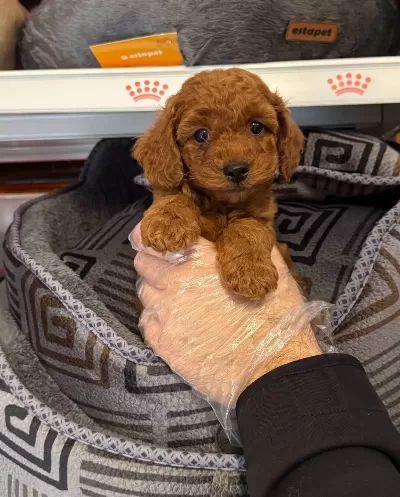 Kore Red Browne Gerçek Toy Poodle Yavrulari