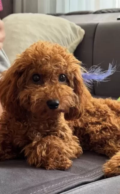 Minik 2 400 Kg Köpeğimizi Iyi Bir Aileye Vermek I Stiyoruz