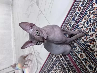 Safkan Kanada Sfenksi 2 Yaşinda Dişi