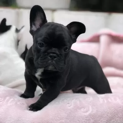 French Bulldog Yavrulari