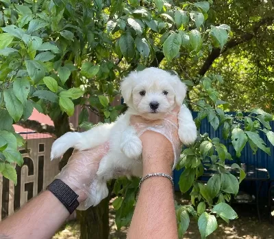 Kore Surat Maltese Terrier Bebeklerimiz