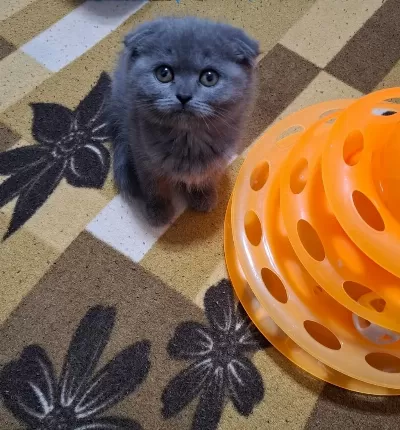 Scottish Fold Minnoşum