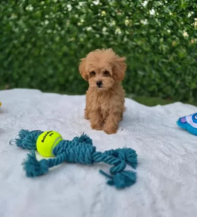Aşili Pasaportlu Mikroçipli Maltipoo Yavrularimiz