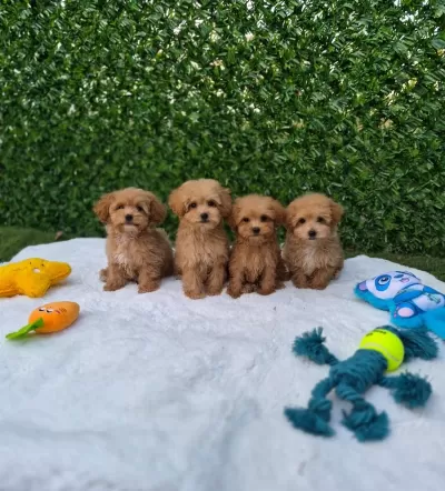 Veteriner Kontrollü Çok Özel Maltipoo Yavrularimiz
