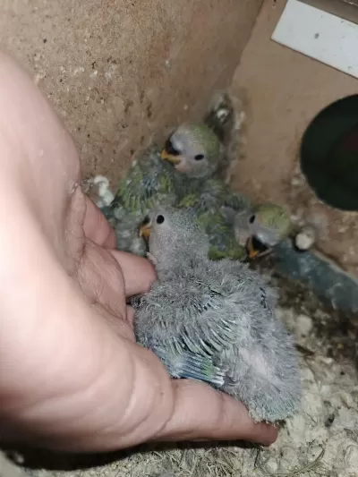 Yavru Sevda Papağanlar