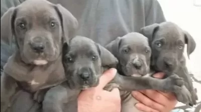 A Kali Te Uygun Cane Carso Yavrulari
