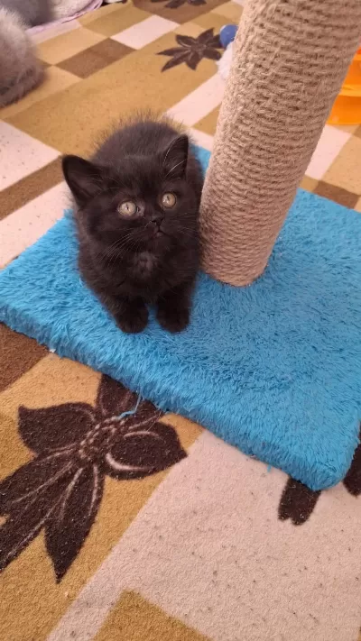 British Shorthair Minnoşum