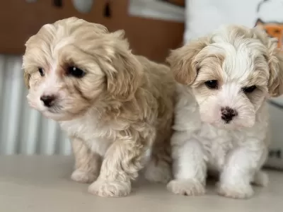 Show Kalite Kore Maltipoo Yavrular Ziyarete Açık