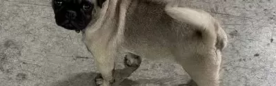 Pug Erkek 4 Aylık