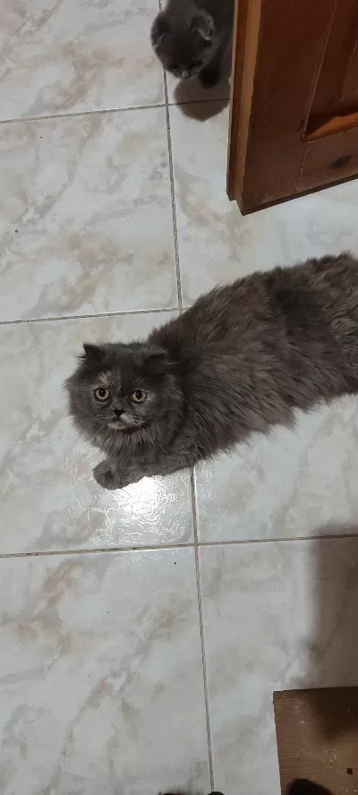Anne Ve Yavruları Kediler