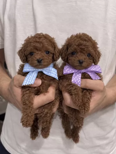 Kaliteli Ve Sevimli Poodle Yavrulari