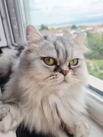 Ömürlük Yuva Arıyoruz Kedimize