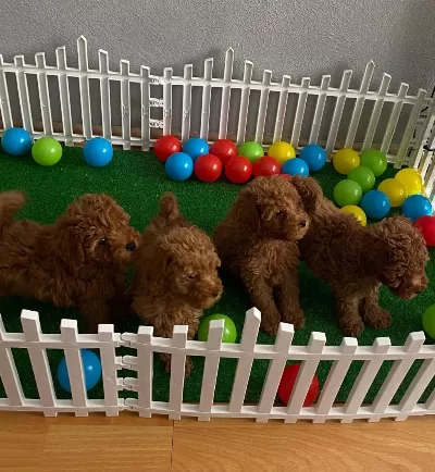 Red Brown Toy Poodle Yavrularım Wc Eğitimli